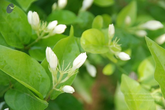 20100707 Photo 1362 1A1AB6S 9OxU76Zv-eVRcc5ksJuXJXV6E.JPG