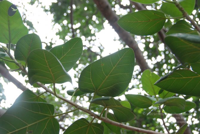 20100708 Photo 1489 1u1eU3xJ70ZY72HE8wZBk8nGE7g1-uMXF.JPG