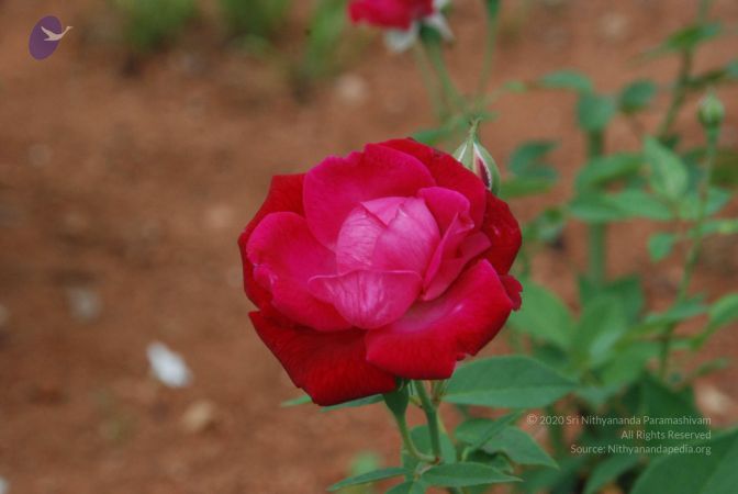 20100708 Photo 1754 1stGwEocbAfs316Ciyj2Tc6CP8VA7xydl.JPG