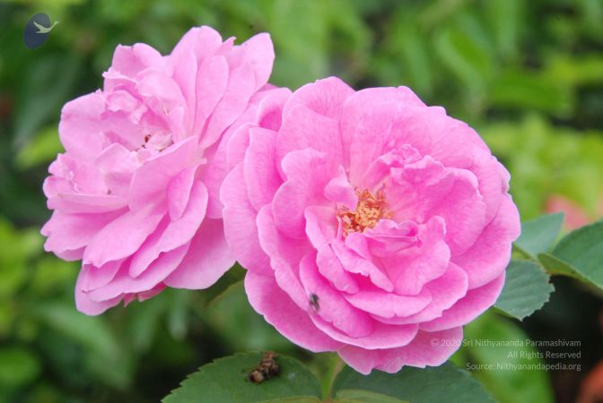 20100708 Photo 1772 1WZGX8gi8 fTrQvTwKBJhq78uzXA3W6xT.JPG