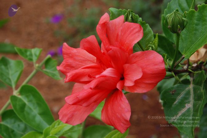 20100708 Photo 1775 1YfV62ZieV874EYEUqto6NZIhcP5XA705.JPG