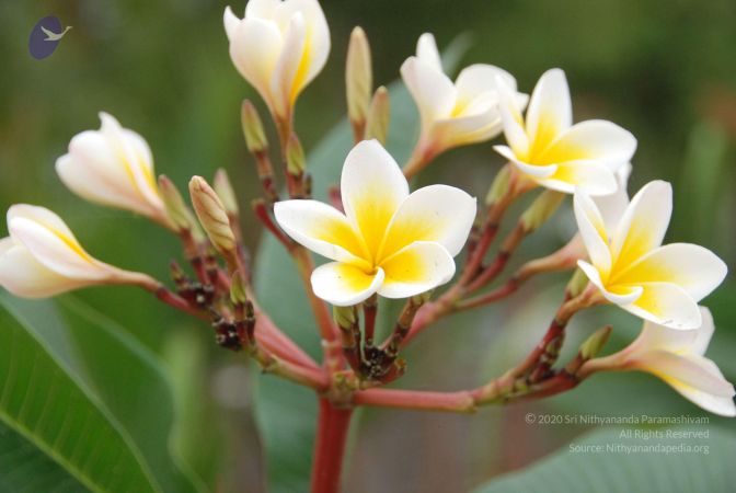 20100708 Photo 1783 1J5uO9uIAbJz6IApJf1I5tmJnCS3DlOYh.JPG