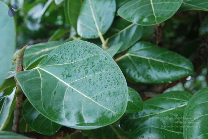 20100711 Photo 1383 1jXLf5NwLuZAs6BGxjsLiRax-rkaFp K-.JPG