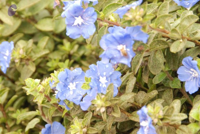 20100721 Photo 1104 11VcL-JUbqB23me0 cbzQcKMH8kAhBbL7.JPG