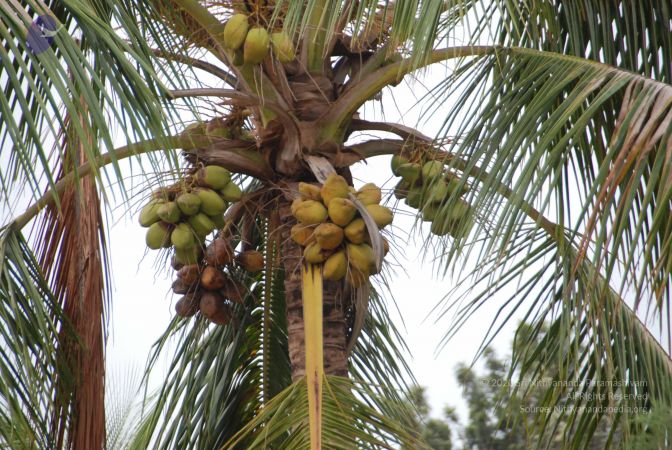 20100726 Photo 1005 1QR2OK 56Zyrm cqaor06uqEZROAfVf3N.JPG