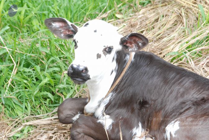 20100801 Photo 1135 1bW96rWO0b7dRiXC8DWRA2usWv 8gqgcL.JPG