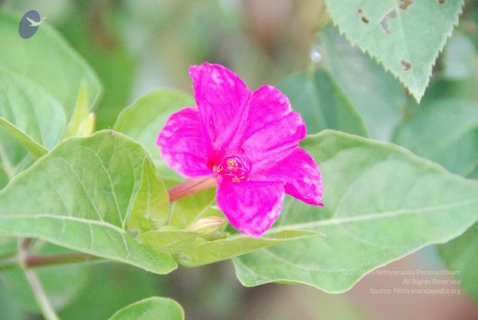 20100805 Photo 1040 1gKgioxK-qsObE-5tg4WQn3Etj8UD7-H4.JPG