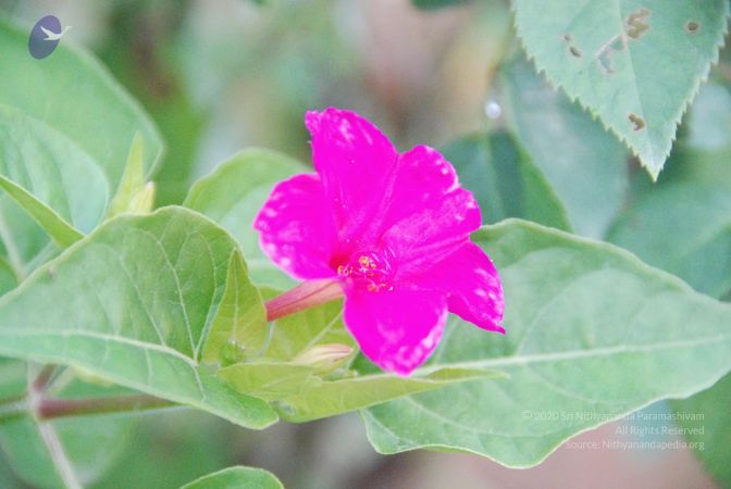 20100805 Photo 1041 11KxgkVqbSkJWCQ9e b 8T1JU8BqWAxY7.JPG