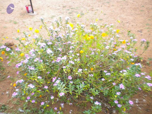 20101001 Photo 1245 1CTpOBvs4 qDR2Vbq5BChvoAtBck9 Qc6.JPG