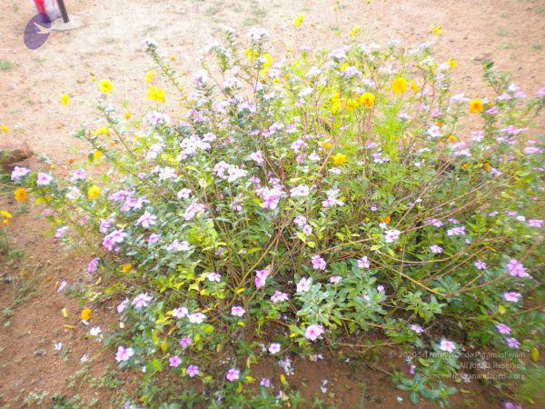 20101001 Photo 1247 1qpAzzDoILAJZSuWyYWywulyD00yr wW-.JPG