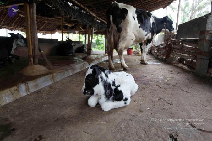 20101107 IMG 0711 CMP WM111.jpg