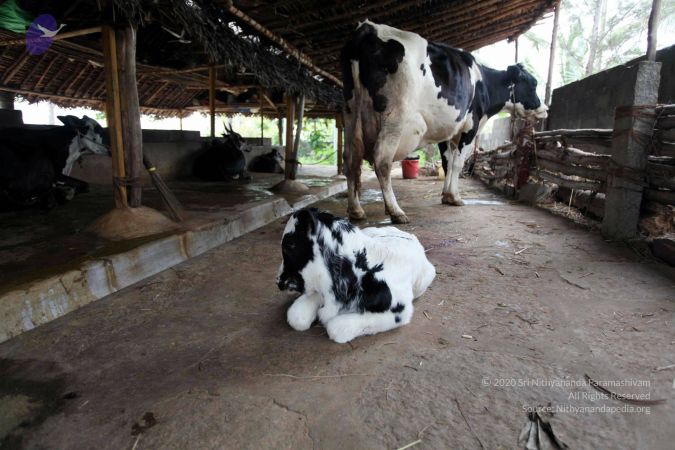 20101107 IMG 0712 CMP WM111.jpg