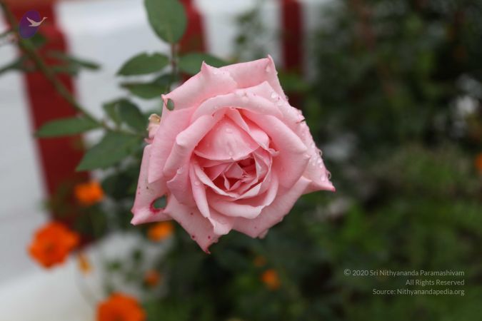 20101112 Photo 1227 1HCjN-IIROzmhPTNwpZqdtWwEY5gLSFcX.JPG