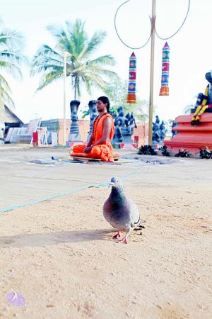 20101120IMG 9417 CMP WM0100.jpg