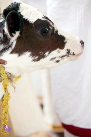 20101219IMG 6179 CMP WM0010.jpg