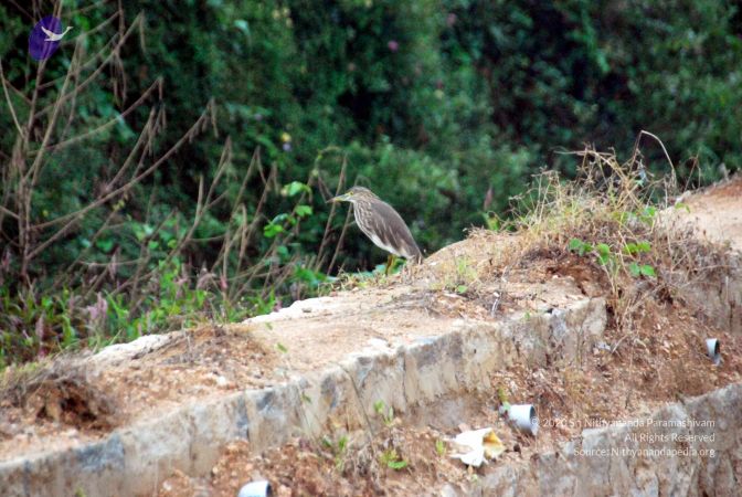 20101220DSC 1552 CMP WM1111.jpg