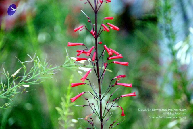 20101220DSC 1880 CMP WM1111.jpg