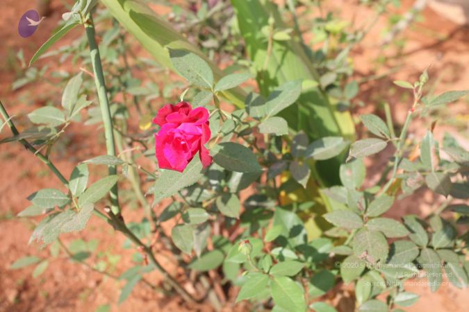 20101231 Photo 1235 1uWK1ks98tHVv2OLDCi0JLaPSGSBJLPKi.JPG