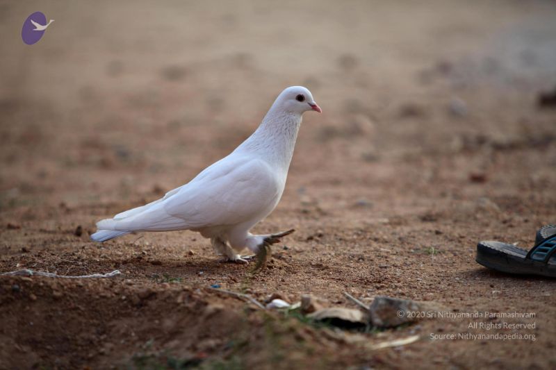 File:20110205 4612 CMP WM watermark.jpg