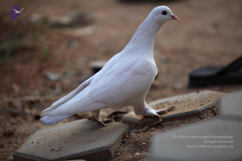 File:20110205 4618 CMP WM watermark.jpg