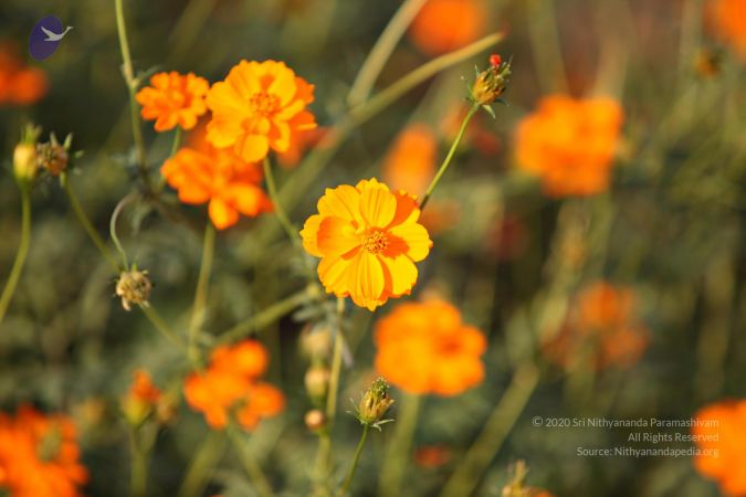 20110205 4849 CMP WM watermark.jpg