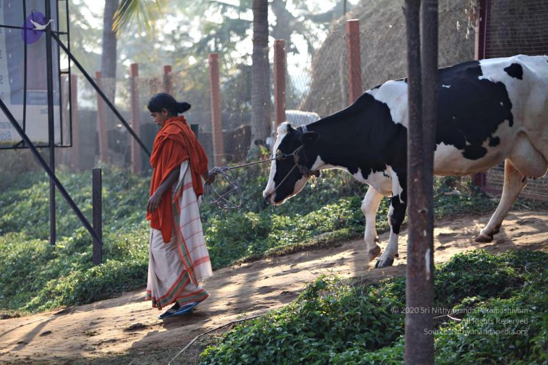 File:20110205 4851 CMP WM watermark.jpg