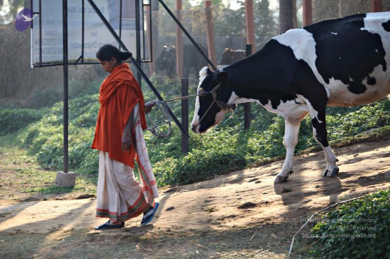 File:20110205 4854 CMP WM watermark.jpg