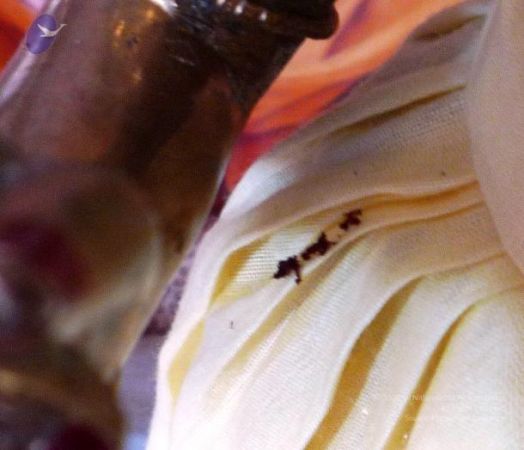 20110409 Photo 1004 1deez1s-Tzhz4tp8YvuLmhJS0eX0cL4LT.JPG