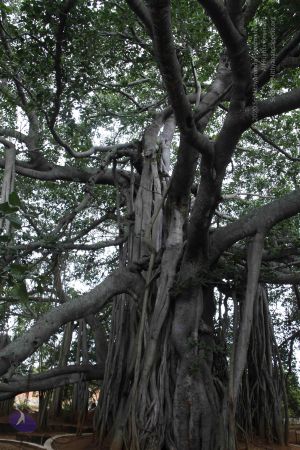 20110808 Photo 1000 1pfY7nIVTDz0X-S6LSXFw4DkQ tnX ifh.JPG