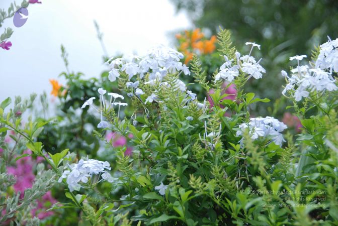 20110810 Photo 1007 1Y9YbwcTuoImNSAfIoHFgfYwMLJC7Nscz.JPG