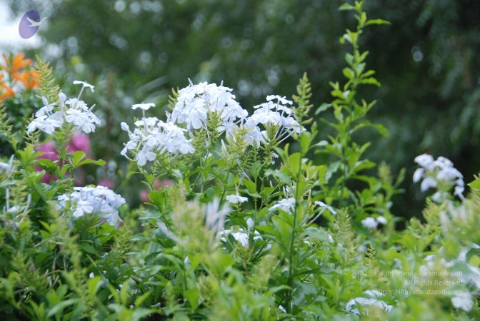 20110810 Photo 1008 1C3D7pxycIxcNCJjG42qE98R1bPZ64i8s.JPG