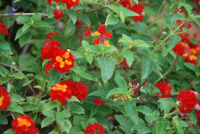 20110810 Photo 1029 1qg2DpSY0SXhgSOlK1dN4EZxdTNirCtBb.JPG