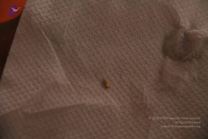 20110817 Photo 1113 15ajJNYK9d3w9H2QxECMLhlTMvy9QUoE6.JPG