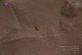 Thumbnail for version as of 08:45, 13 January 2021