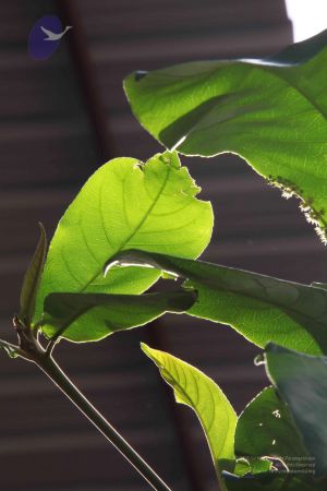 20110828 Photo 1061 1MtYuipBx GaZjPfzhA5nMS2ApaSOyOu3.JPG