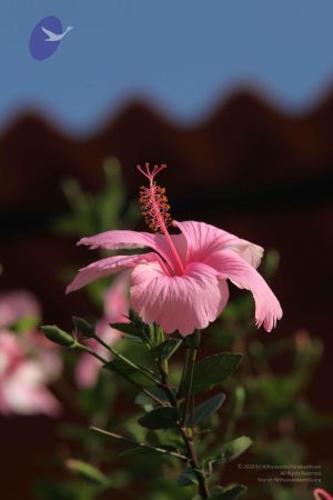 20110828 Photo 1063 1zycnpN0oyAr2H4O5jaLJxUeP3XASPMW8.JPG