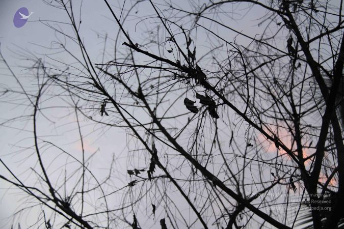 20110909 Photo 1269 1SAynH1xdseePueQfc08QOr9JSvDz9-T2.JPG