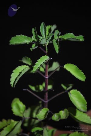 20111222 Photo 1328 1ga9jpXG INgOUOHOSBkUk8HjOuFmGs26.JPG