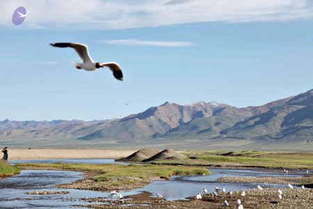 2011 glimpses kailashyatra 3298 CMP WM.jpg
