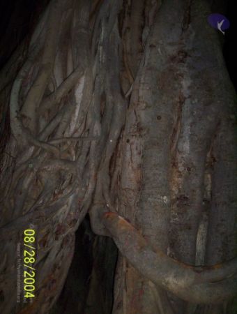 20120427 100 0682 CMP WM-4701.jpg