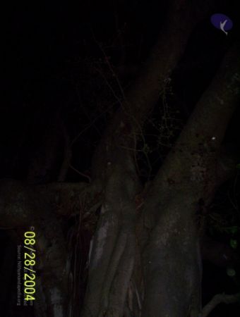 20120427 100 0684 CMP WM-4801.jpg