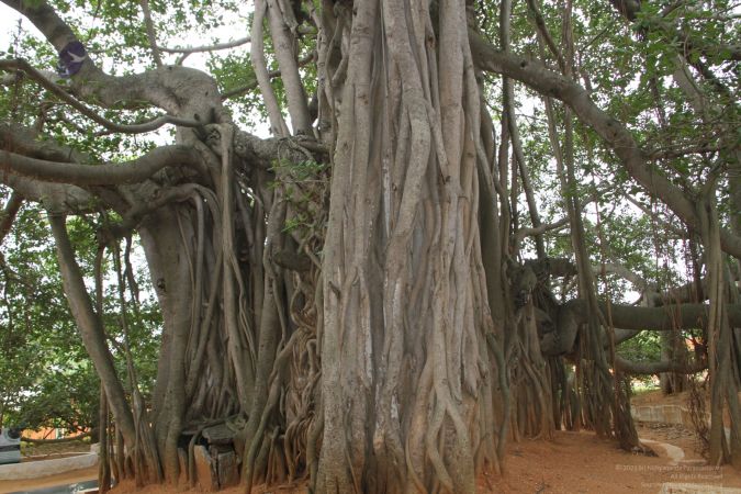 20120802 IMG 5176-2201.jpg