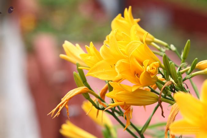 20120825 IMG 0332-2501.jpg