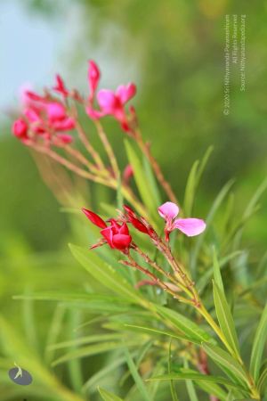 20120914 Photo 1004 1pmR5 CRmWtKX80pj0EzZ-oSUFMVI8qST.JPG