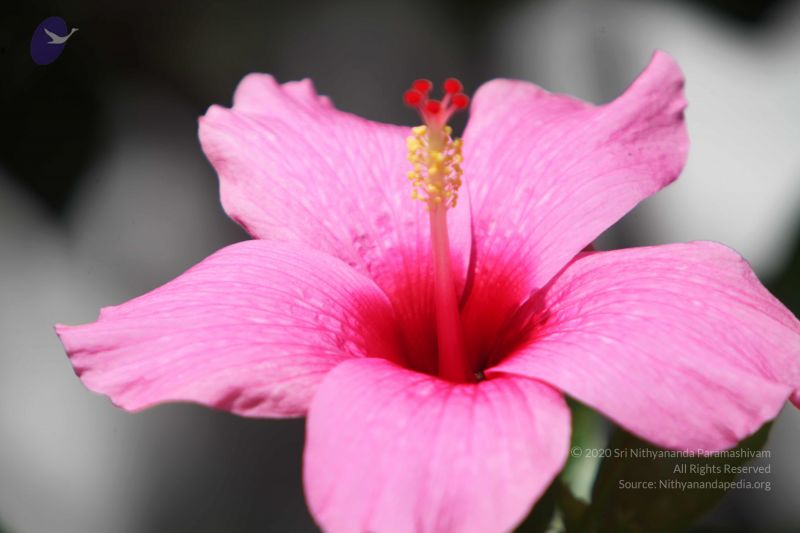 File:20121022 Photo 1079 1FO0hoplaW0--Z9VOY9bSTI 6LWI62ctH.JPG