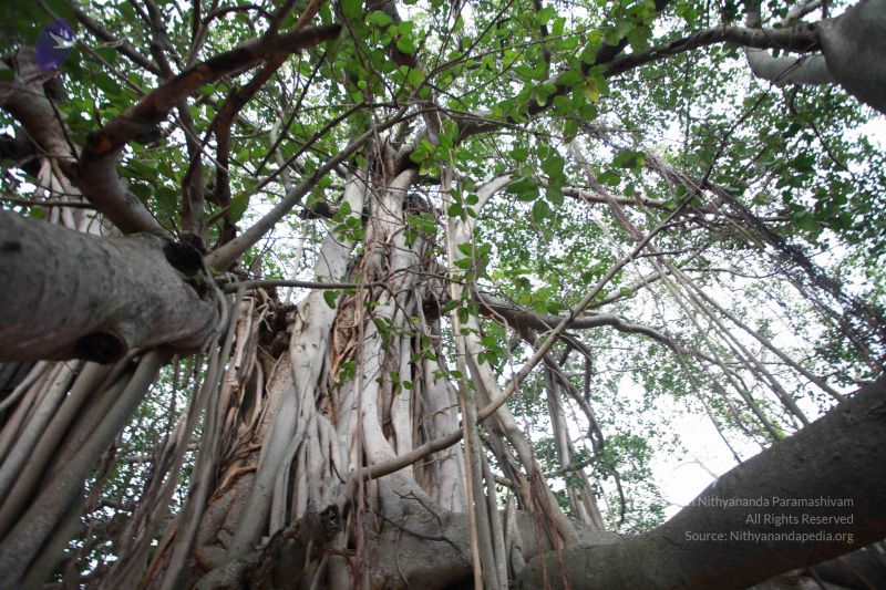 File:20121025 Photo 1103 1Bq8GTyIneMJDRSCaMVDnLXPgIaL25q1s.JPG