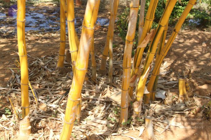 20130202 Photo 1031 1as0iXcRRI9mNQ34IjuijJLnWqs ZyQbK.JPG