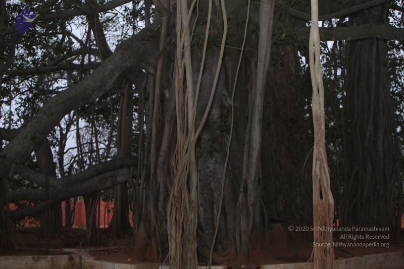 File:20130220 Photo 1034 11p77r2vL84MinUBwybMjLI8dmik1kbej.JPG
