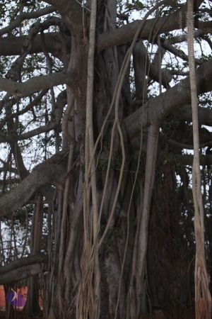 20130220 Photo 1035 1A2jqNGHrugFS00fXzUWC1uh33muGPxxR.JPG