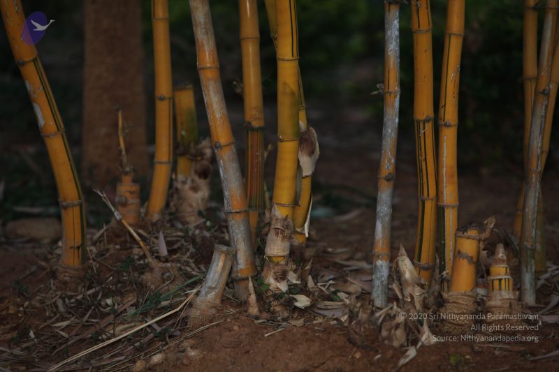 File:20130224 Photo 1004 1n1XCwOPqqbK7XdHSTyasnfZ18pbfjSpG.JPG